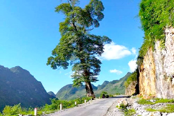 Lonely Tree Quan Ba, Vietnam